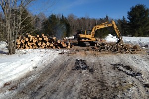 Logging Photo